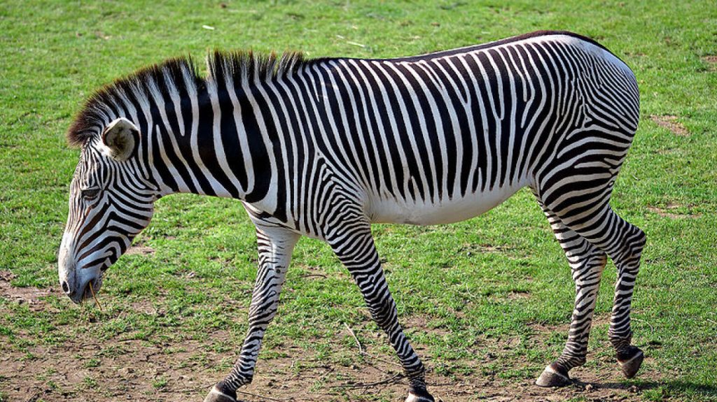 Ένας ακόμα «πονοκέφαλος»: Είναι η ζέβρα μαύρη με λευκές ρίγες ή λευκή με μαύρες ρίγες;