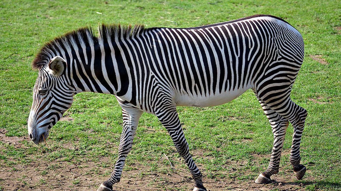 Ένας ακόμα «πονοκέφαλος»: Είναι η ζέβρα μαύρη με λευκές ρίγες ή λευκή με μαύρες ρίγες;