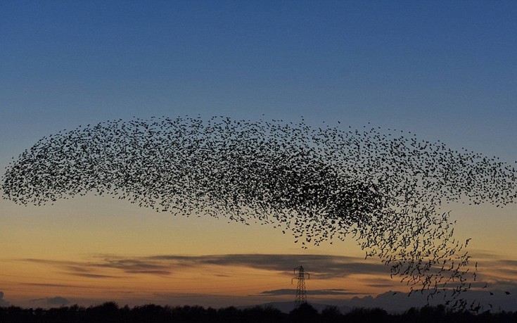 Εντυπωσιακό: Σμήνη πουλιών «ζωγραφίζουν» τον ουρανό! (βίντεο)