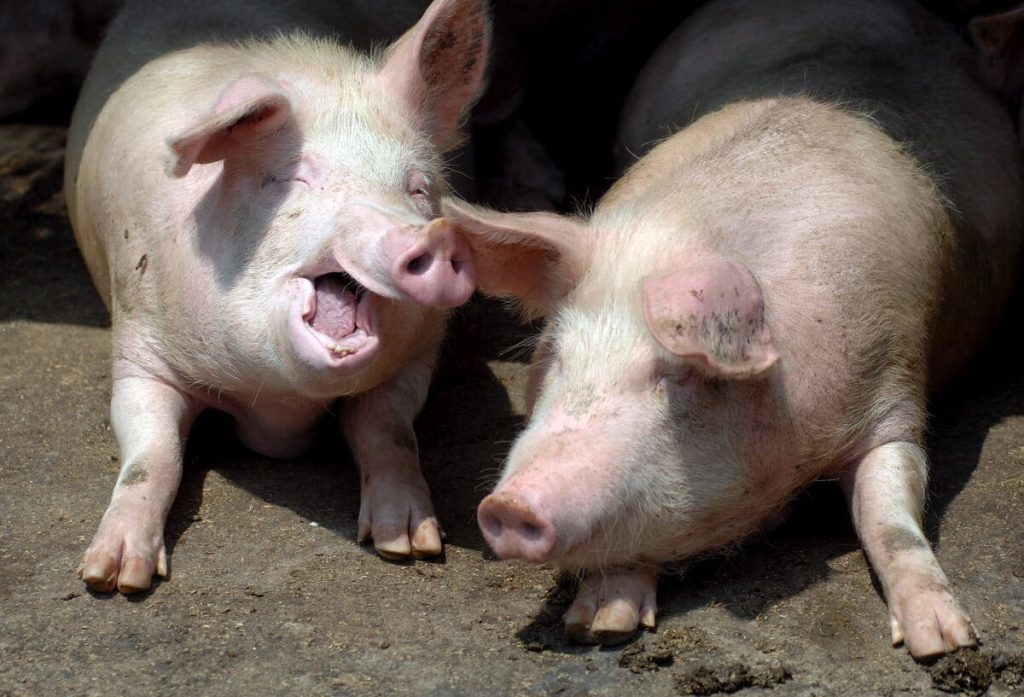 Τα γουρούνια μεσολαβούν ως… ειρηνοποιοί στους τσακωμούς των άλλων σύμφωνα με έρευνα