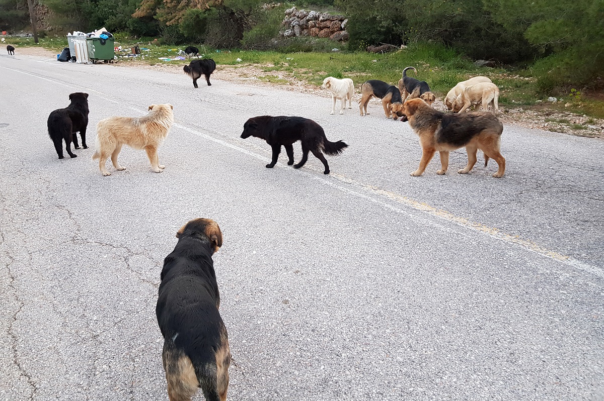 Εύβοια: Αδέσποτα σκυλιά επιτέθηκαν σε νεαρό άνδρα – Τον δάγκωναν για αρκετή ώρα και τον έσερναν