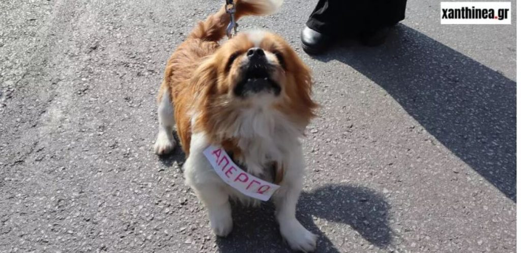 Ξάνθη: Viral ο σκύλος «απεργός» που βγήκε στους δρόμους για να διαδηλώσει (φωτό)