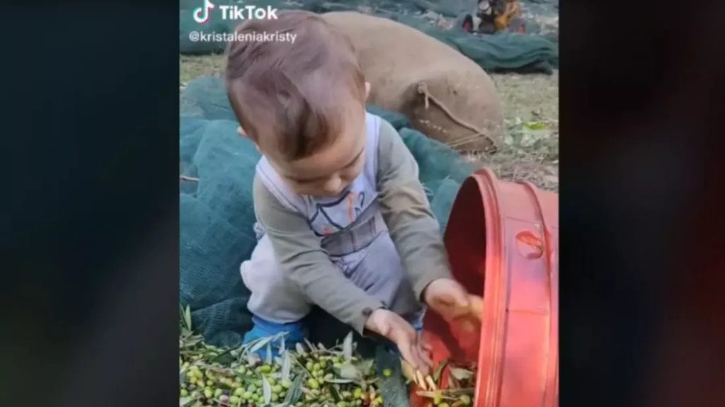 Κρήτη: Viral ένα παιδί 2 χρονών που μαζεύει ελιές και αρμέγει πρόβατα (βίντεο)