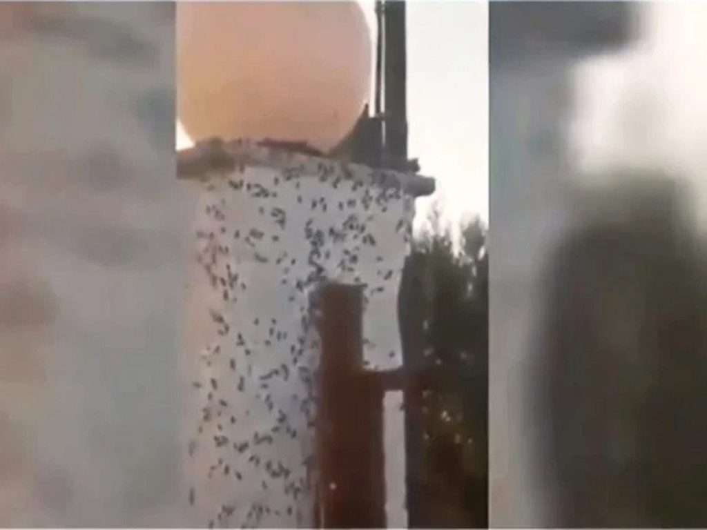 Αχαϊα: Επιδρομή από χιλιάδες σκαθάρια σε χωριό της Αχαΐας (φωτό)