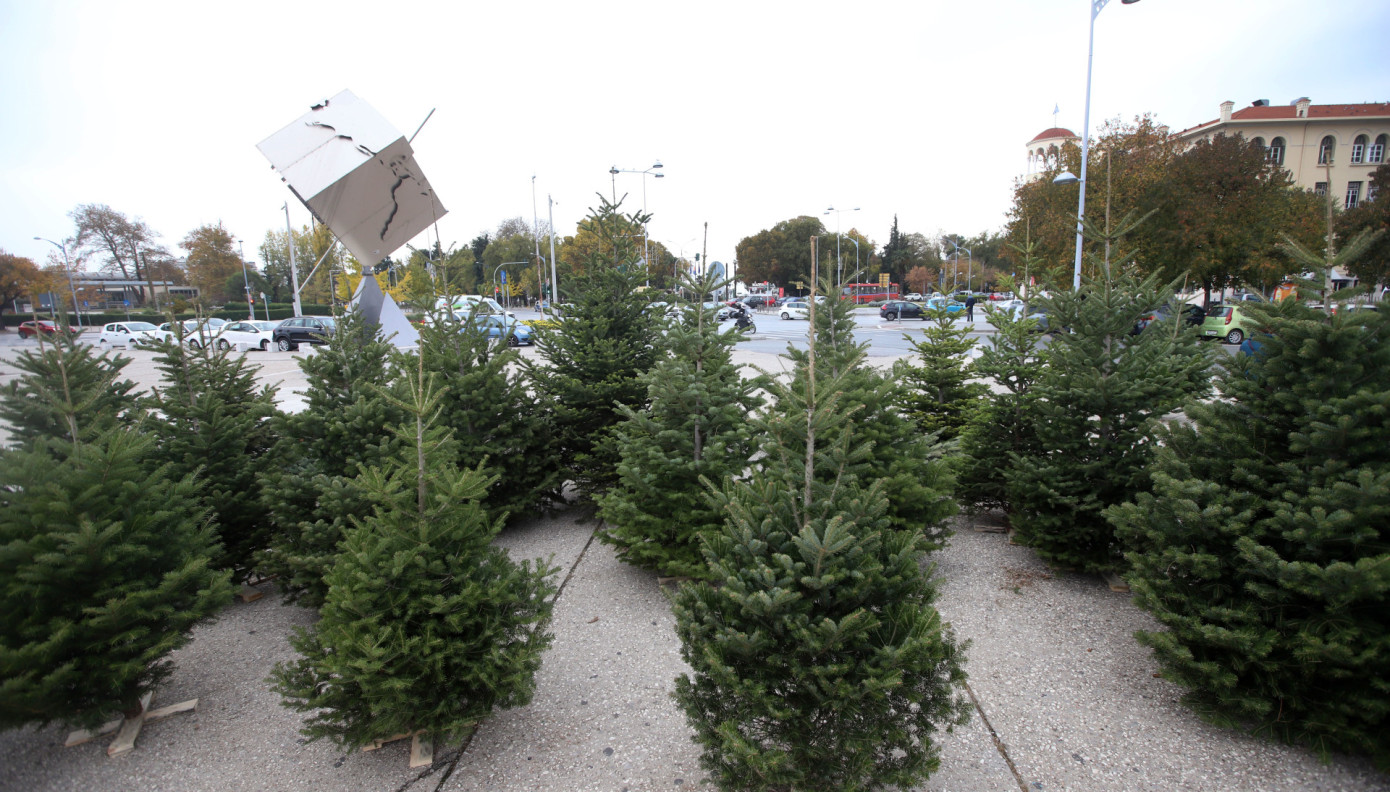 Χριστουγεννιάτικα έλατα: Πόσο θα κοστίζουν φέτος