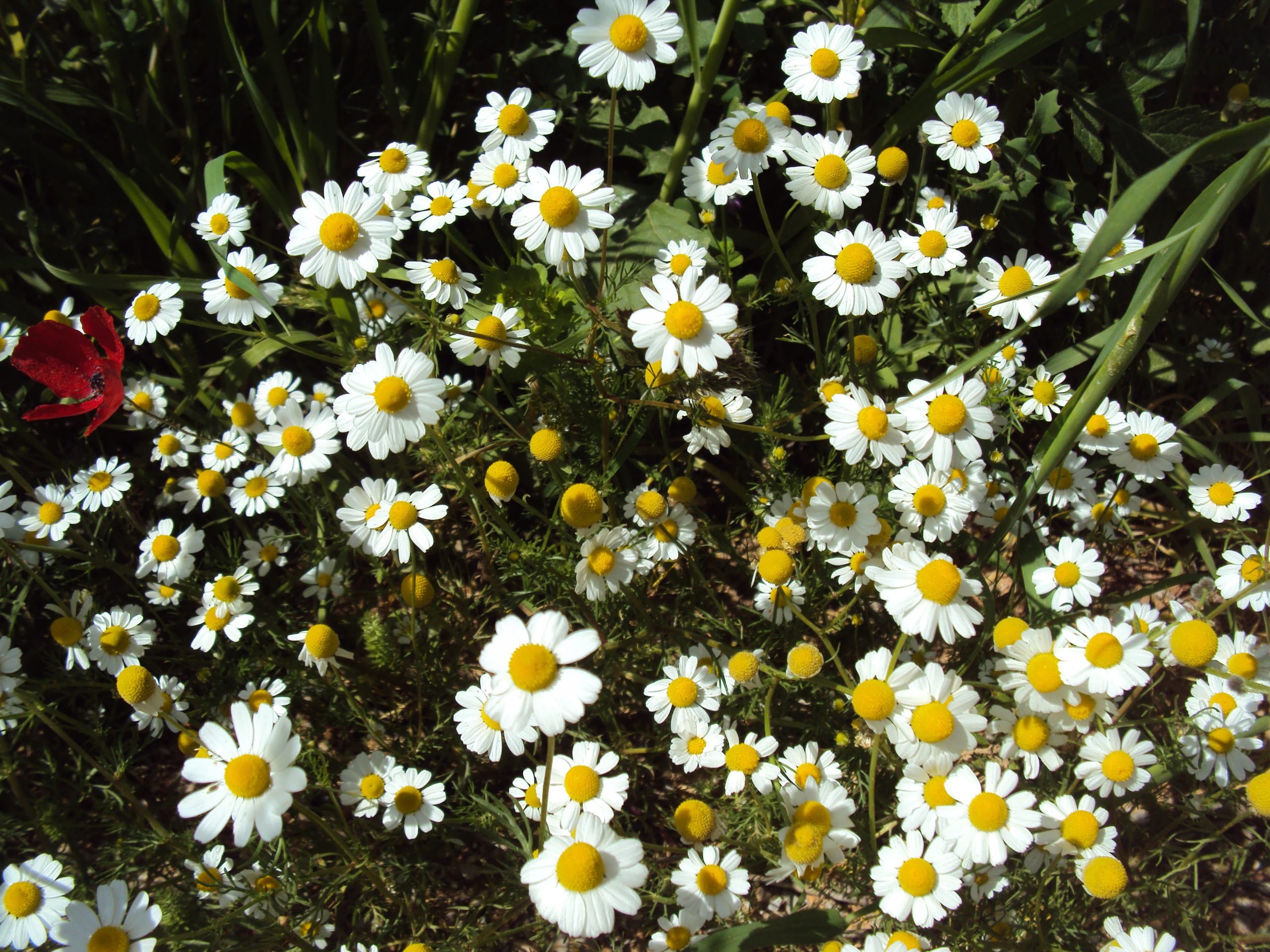 Γι’ αυτόν τον λόγο πρέπει να πίνετε κάθε βράδυ χαμομήλι