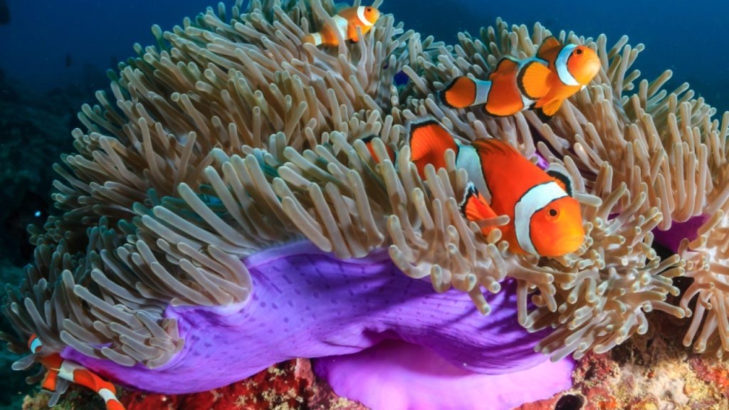 Απίστευτο κι όμως αληθινό: Τα ψάρια-κλόουν μπορούν να αλλάξουν φύλο – Πώς και γιατί το κάνουν