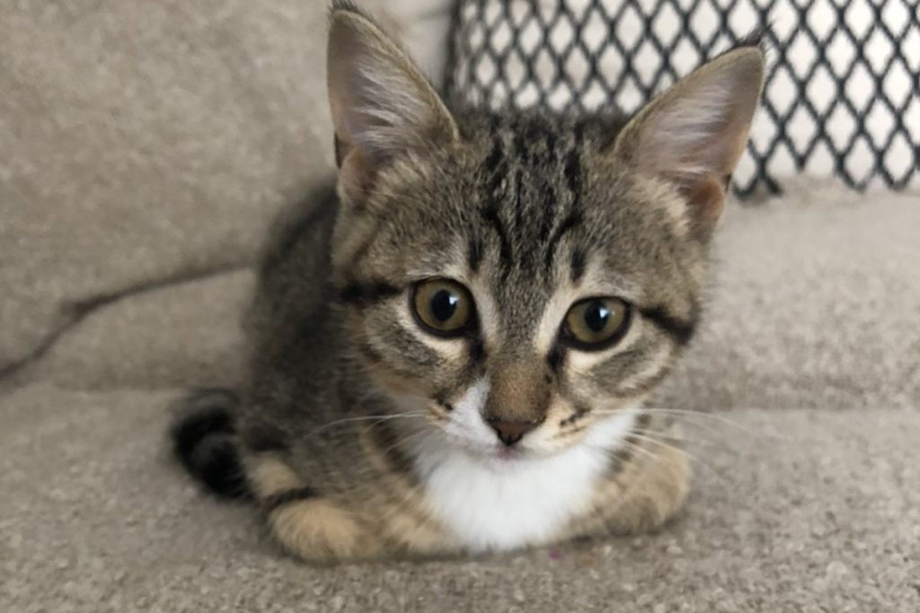 Χαλκιδική: 66χρονος κλώτσησε γατάκι από τη βάρκα του και το πέταξε στη θάλασσα