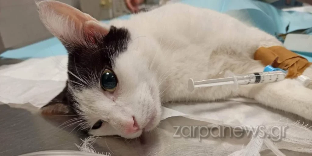 Κρήτη: 74χρονος πυροβόλησε με αεροβόλο όπλο τη γάτα του γείτονά του