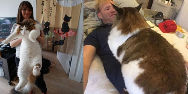 Αυτή είναι η μεγαλύτερη γάτα στον κόσμο – Ζυγίζει 13 κιλά (φωτο)