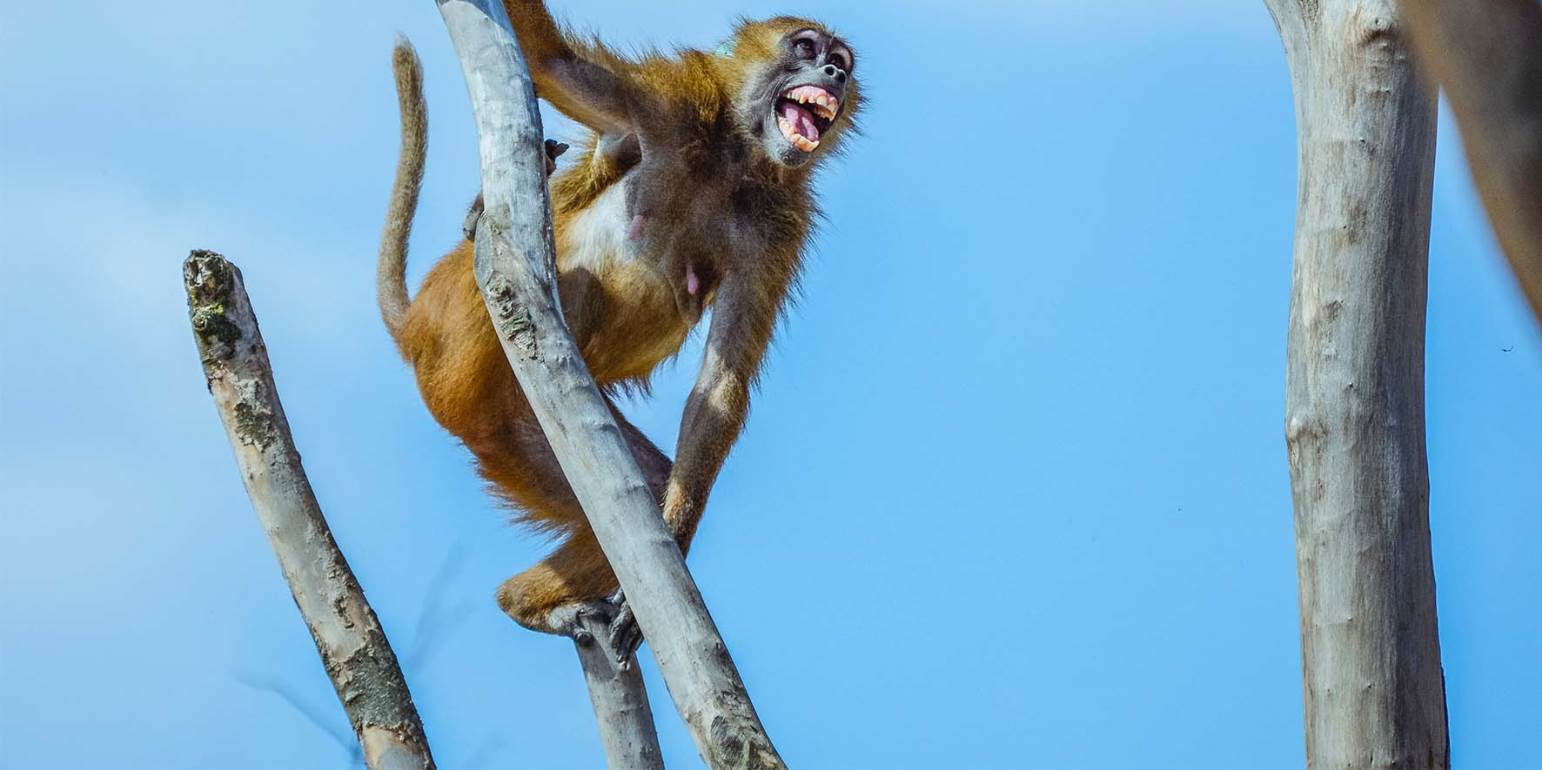 Καταγγελία εταιρείας στην Ταϊλάνδη – Βασανίζουν και κρατούν αιχμάλωτες μαϊμούδες για να συλλέγουν καρύδες (βίντεο)