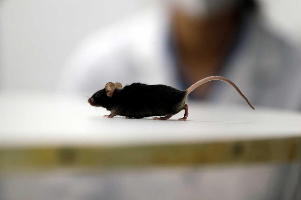 Επιστήμονες έβαλαν ποντίκια να ακούσουν μουσική και κράτησαν ρυθμό όπως ακριβώς και οι άνθρωποι