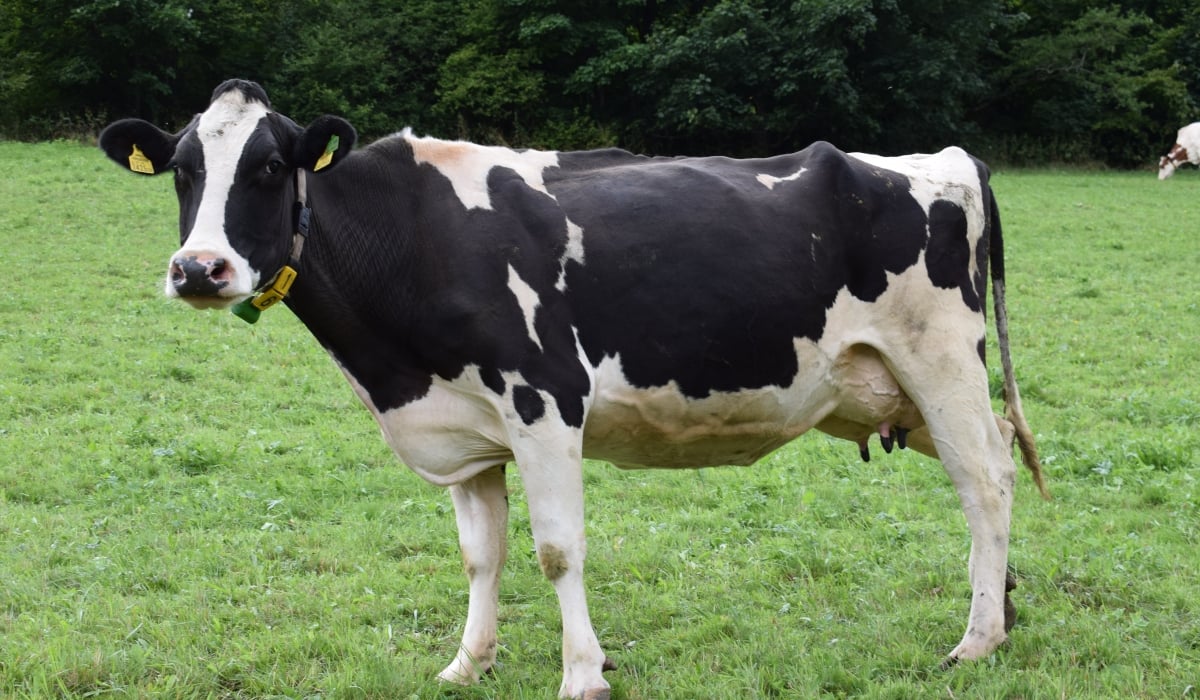 Απίστευτο τροχαίο στη Λαμία: Φορτηγό συγκρούστηκε με αγελάδα στην εθνική οδό!