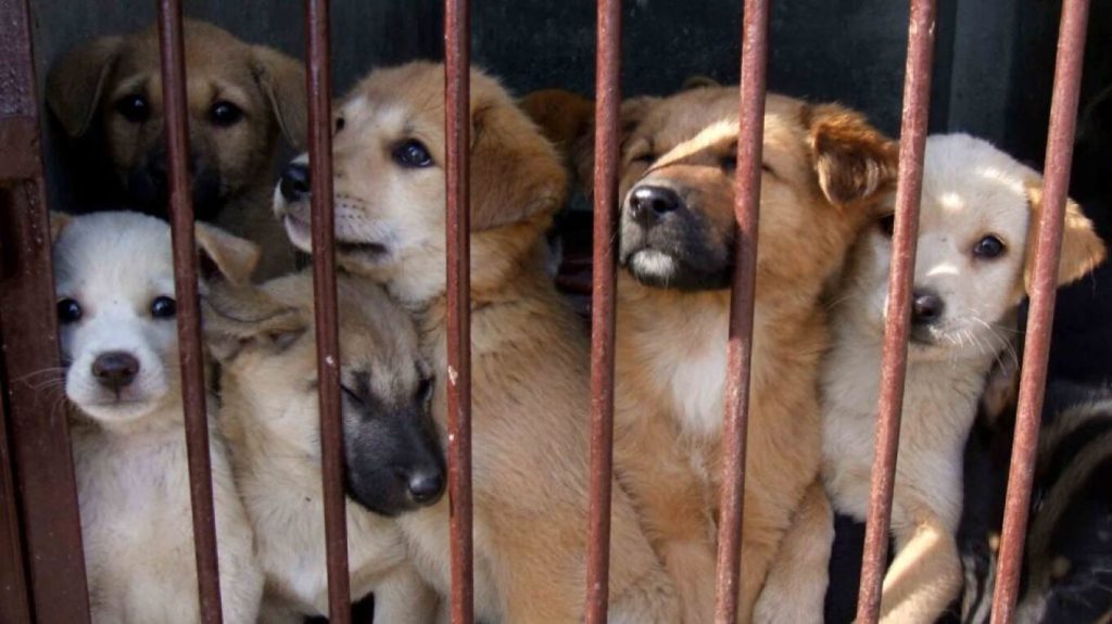 10410: Ειδική γραμμή από την ΕΛ.ΑΣ για την κακοποίηση των ζώων (βίντεο)