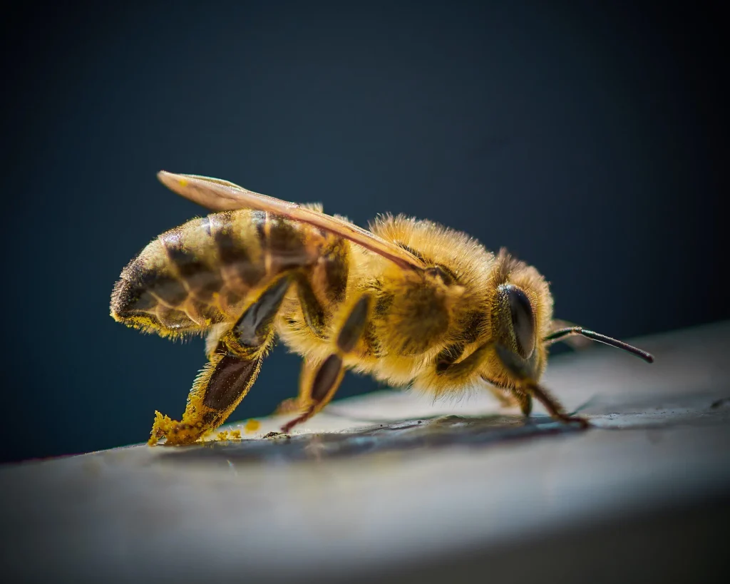 Ουρουγουάη: Η στιγμή που γιγάντιο σμήνος μελισσών προκαλεί χάος στους δρόμους (βίντεο)