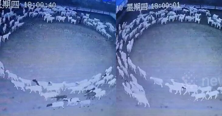 Κίνα: Viral βίντεο με πρόβατα που έκαναν κύκλους για 12 συνεχόμενες ημέρες