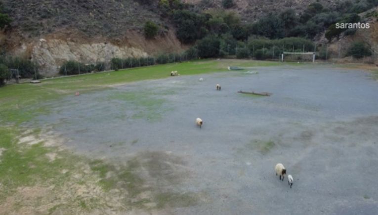 Κρήτη: Πρόβατα έφαγαν το γρασίδι σε γήπεδο ποδοσφαίρου (βίντεο)