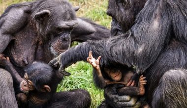 Συγκινητική εικόνα: Μαμά-χιμπατζής ξανασμίγει με το μωρό της δύο μέρες μετά την καισαρική (βίντεο)