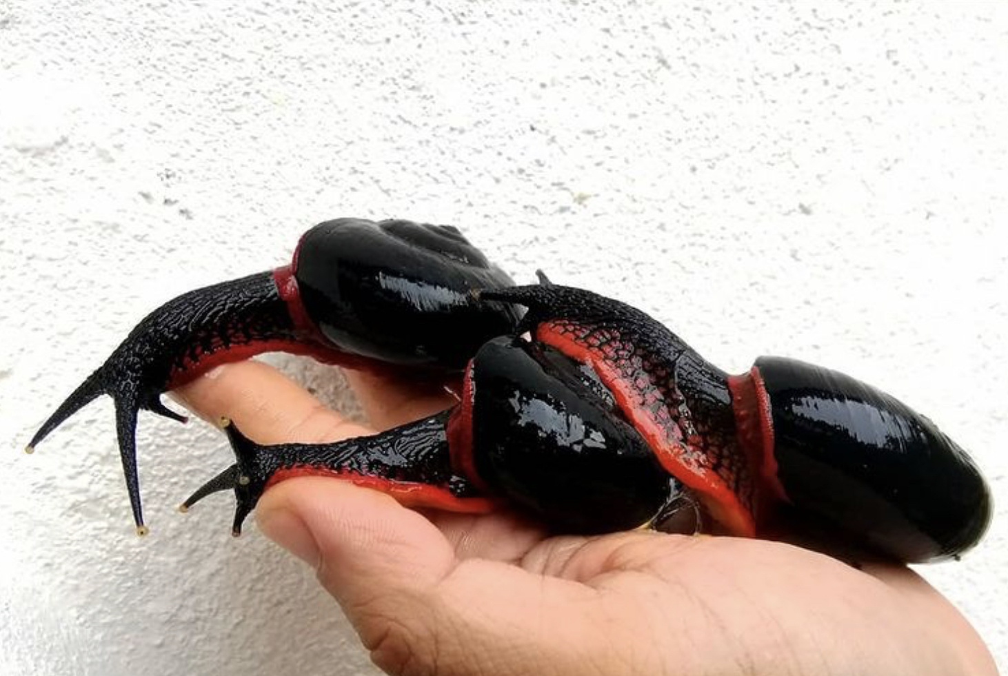 Το σαλιγκάρι της φωτιάς: Ένα από τα σπανιότερα είδη στον κόσμο