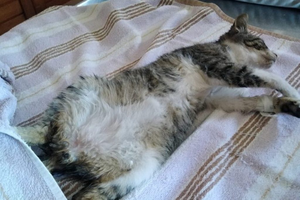 Συνεχίζονται τα εξοργιστικά περιστατικά στα Χανιά: Ασυνείδητοι πυροβολούν γάτες με αεροβόλο (φωτό)