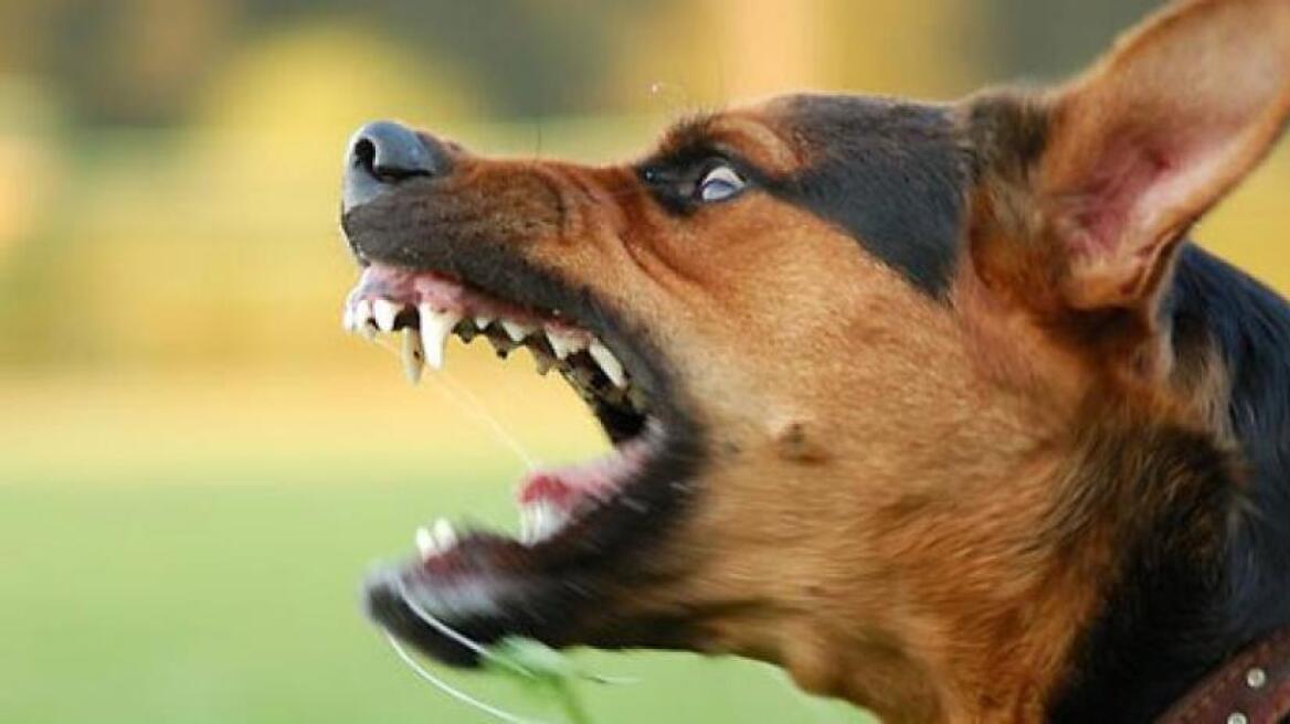 Δραπετσώνα: Λυκόσκυλο κατασπάραξε κανίς μέσα από την αγκαλιά της ιδιοκτήτριας του