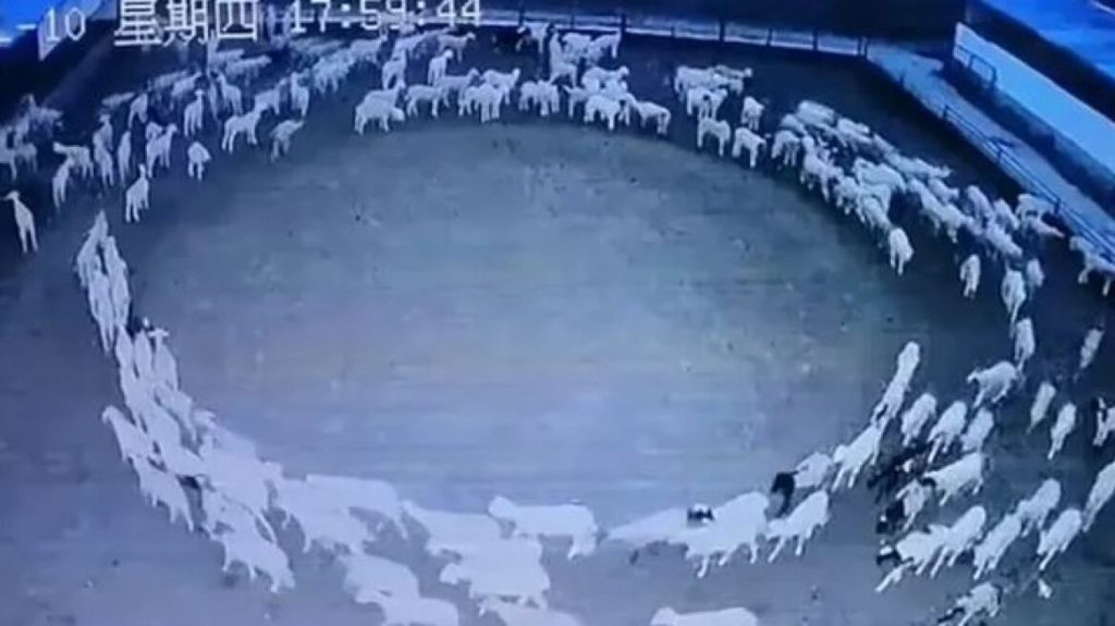 Κίνα: Βρέθηκε η αιτία για τα πρόβατα που έκαναν κύκλους για 12 συνεχόμενες ημέρες