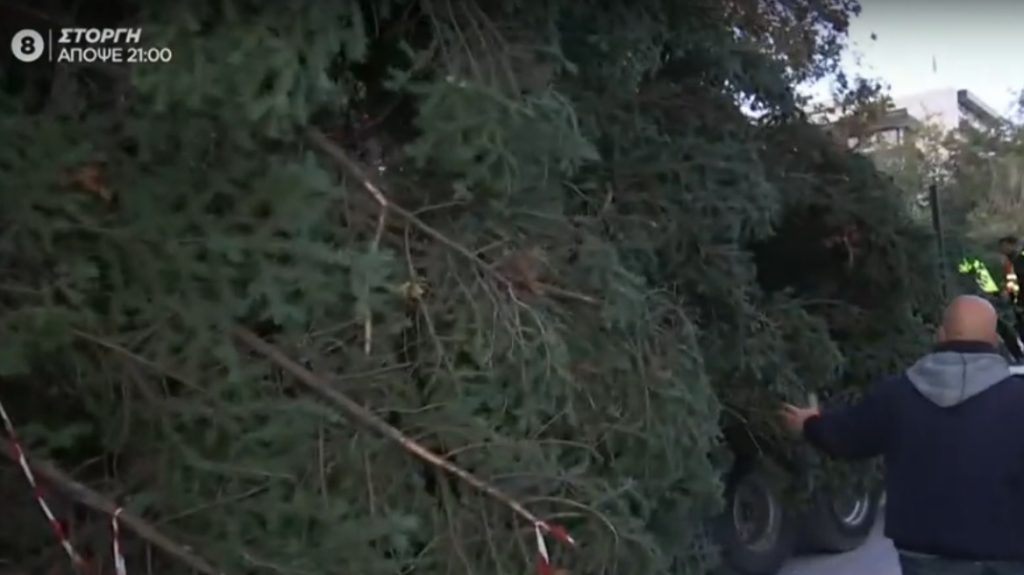 Στην πλατεία Συντάγματος το 21 μέτρων χριστουγεννιάτικο δέντρο από το Καρπενήσι