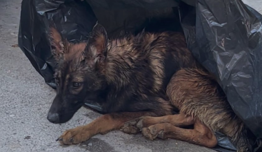 Σταθμός Λαρίσης: Έβαλαν σκύλο μέσα σε σακούλα και τον πέταξαν δίπλα στα σκουπίδια