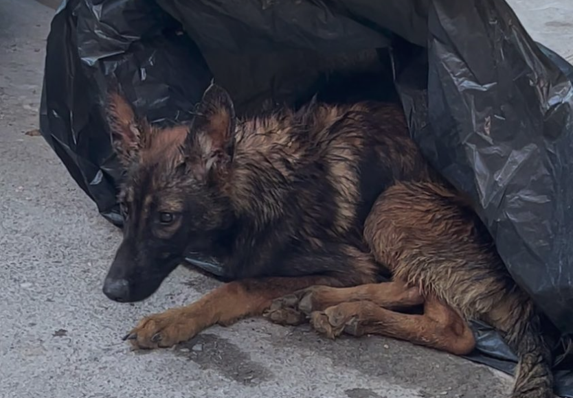 Σταθμός Λαρίσης: Έβαλαν σκύλο μέσα σε σακούλα και τον πέταξαν δίπλα στα σκουπίδια