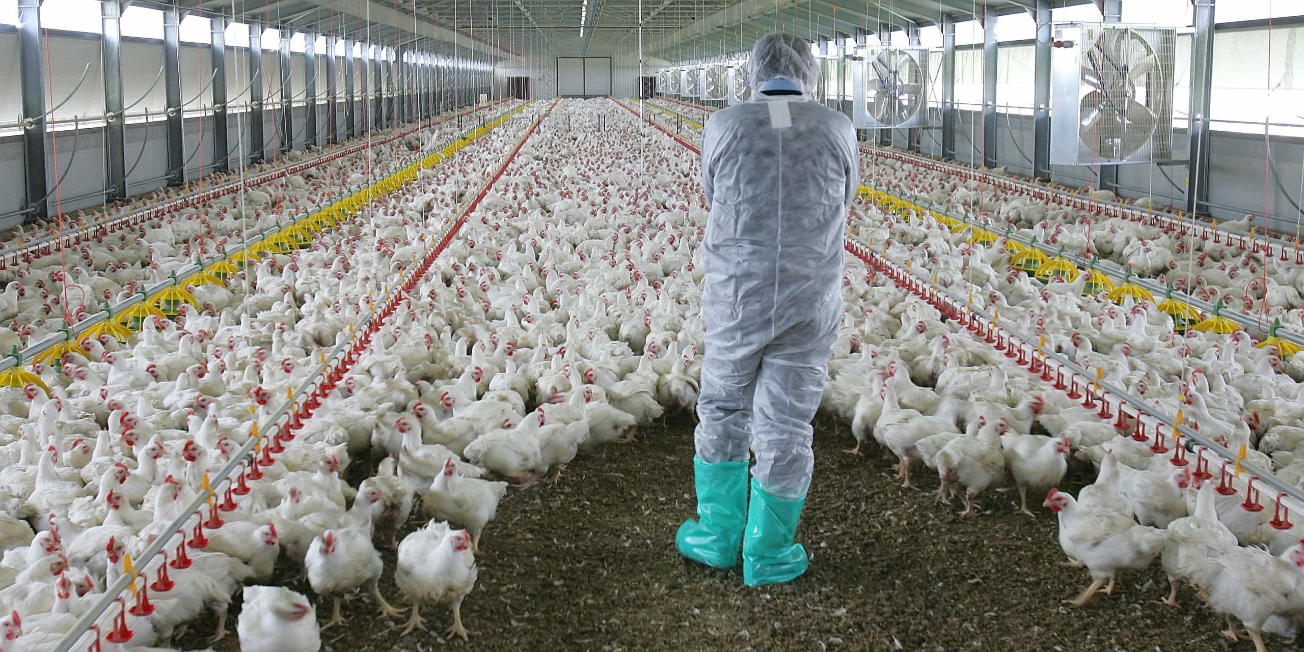 Kρούσματα της γρίπης των πτηνών στην Κύπρο