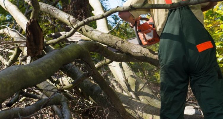 Εύβοια: Δέντρο καταπλάκωσε δασεργάτη – Αντιδράσεις για την καθυστέρηση του ασθενοφόρου
