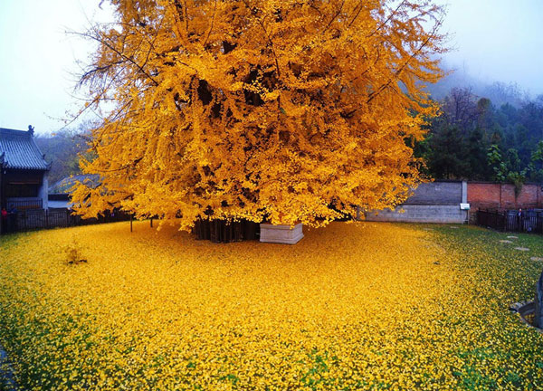 «Μαγική» εικόνα: Δέντρο 1.400 ετών δημιουργεί «κίτρινο ωκεανό» με τα φύλλα του! (φωτο)