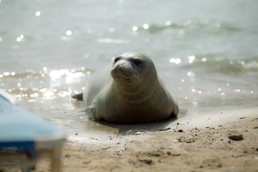 Πώς η τεχνολογία αναγνώρισης προσώπου μπορεί να «σώσει» τις φώκιες;