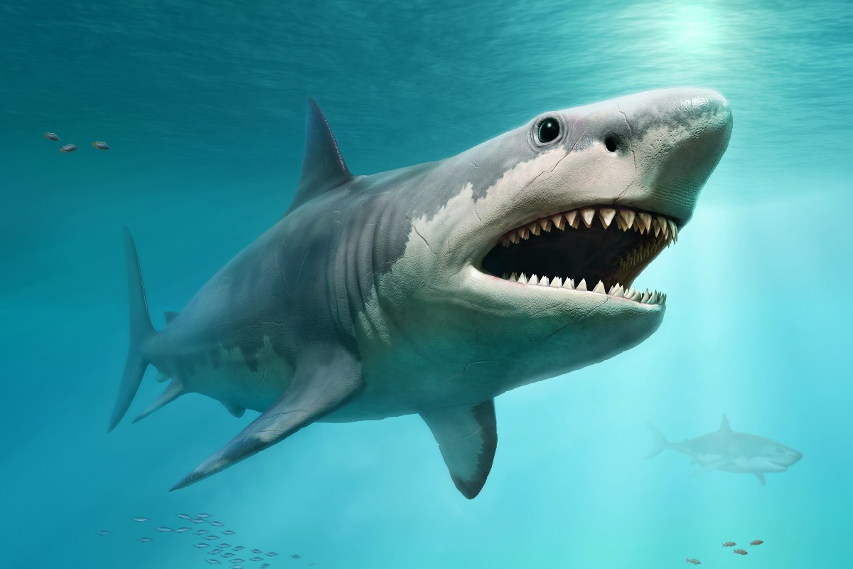 Αυστραλία: Η τρομακτική στιγμή που τεράστιος λευκός καρχαρίας έρχεται «τετ-α-τετ» με ψαράδες (βίντεο)