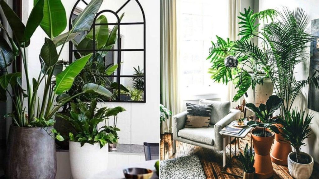 Διώξτε τη μούχλα και την υγρασία από το σπίτι σας με αυτά τα τέσσερα φυτά εσωτερικού χώρου