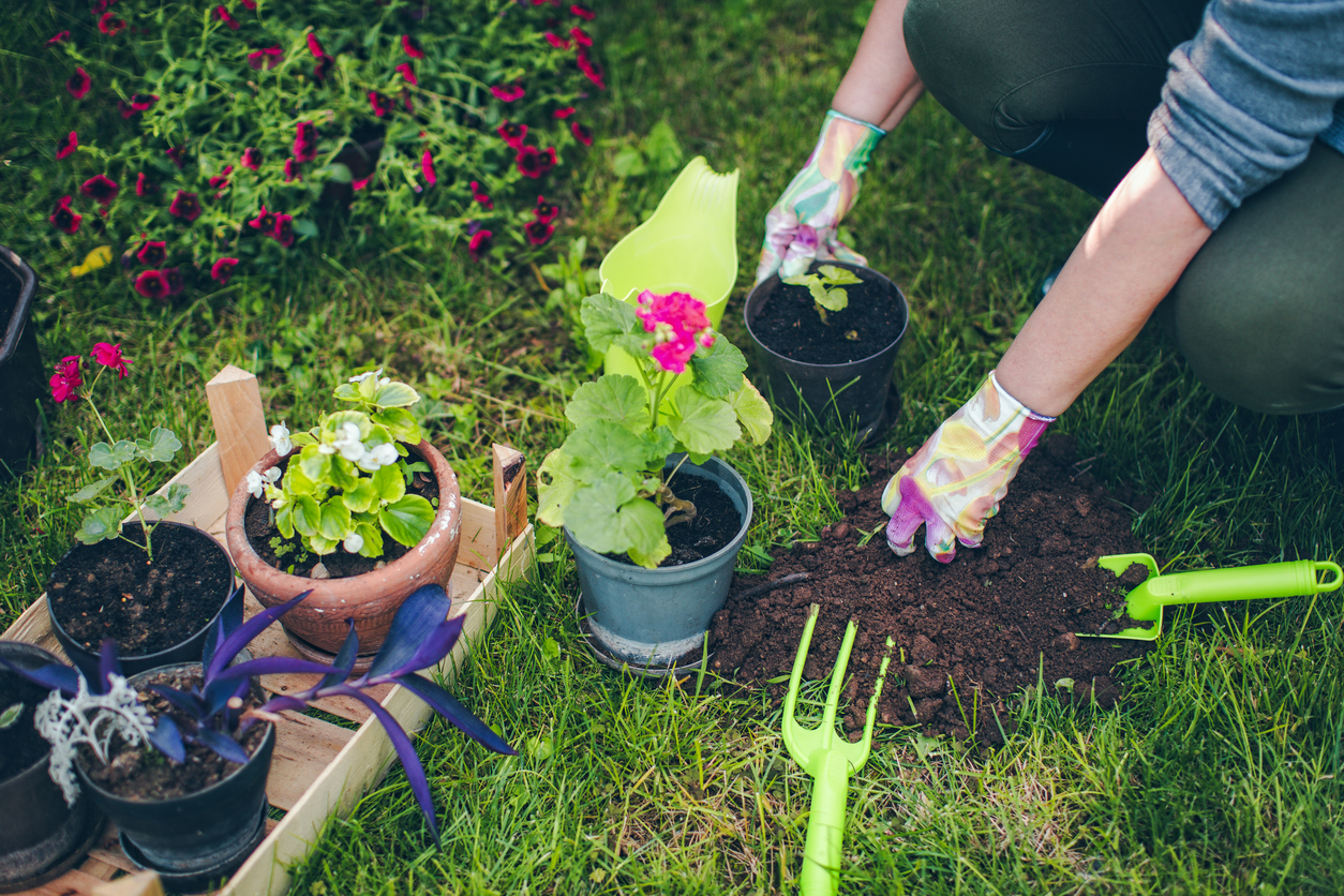 Πώς οι γλάστρες μπορεί να σκοτώσουν: 66χρονη κόλλησε θανατηφόρα ασθένεια – «Τα αιμοσφαίρια μου έτρωγαν το ένα το άλλο»