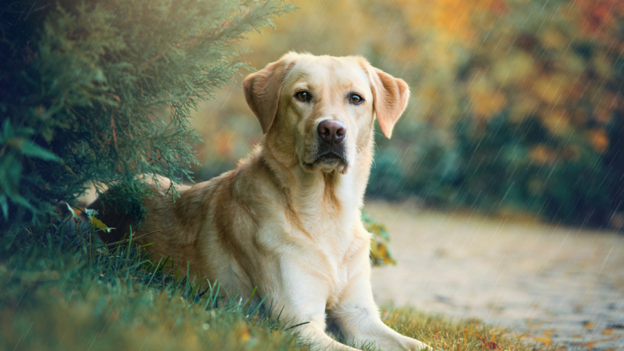 Αυτό το ήξερες; – Δες πως η συμπεριφορά του σκύλου μπορεί να… προδώσει έναν σύντροφο που απατάει