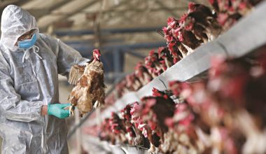 Γρίπη των πτηνών: Ραγδαία η αύξηση των κρουσμάτων – Κίνδυνος επανεμφάνισης στην Ελλάδα