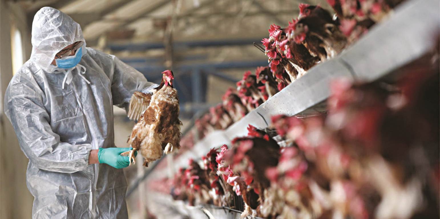 Γρίπη των πτηνών: Ραγδαία η αύξηση των κρουσμάτων – Κίνδυνος επανεμφάνισης στην Ελλάδα