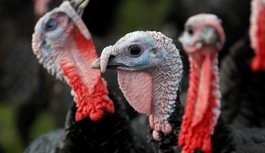 Βρετανία: Οι μισές γαλοπούλες που εκτρέφονταν για τα Χριστούγεννα πέθαναν από τη γρίπη των πτηνών