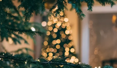 Πώς έλεγαν το «χριστουγεννιάτικο» δέντρο στην Αρχαία Ελλάδα;