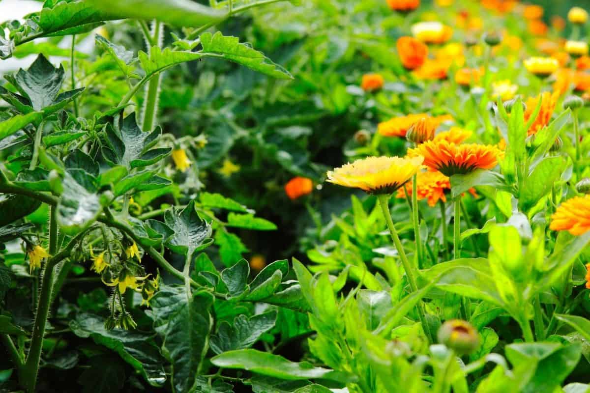 Γιατί πρέπει να φυτεύετε πάντα λουλούδια μαζί με τα λαχανικά