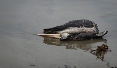 Περού: Σχεδόν 14.000 θαλασσοπούλια πέθαναν εξαιτίας της γρίπης των πτηνών H5N1