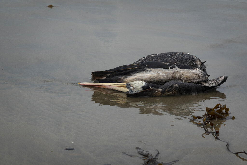 Περού: Σχεδόν 14.000 θαλασσοπούλια πέθαναν εξαιτίας της γρίπης των πτηνών H5N1