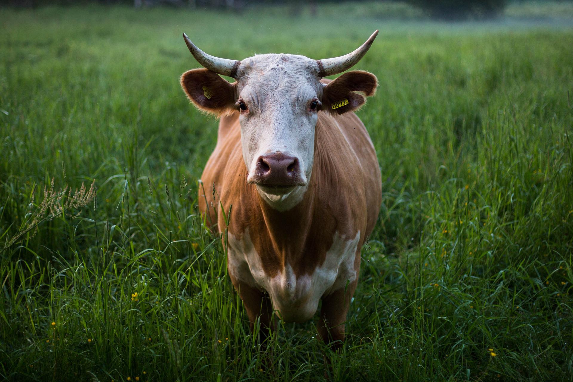 Καναδάς: Είκοσι αγελάδες «δραπέτευσαν» και τριγυρίζουν ελεύθερες στο Κεμπέκ
