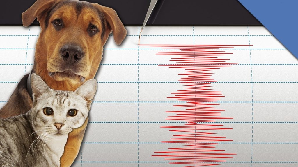 Δείτε πως αντιδρούν τα ζώα λίγο πριν γίνει σεισμός