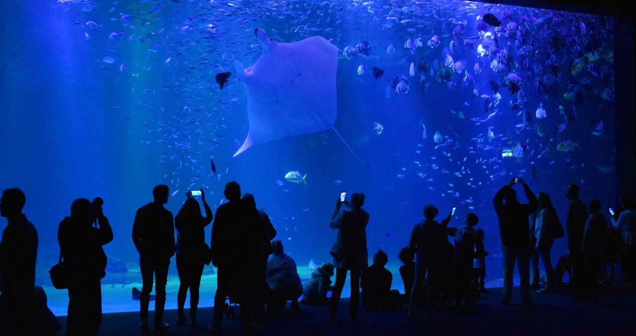 Τα δέκα πιο εντυπωσιακά ενυδρεία στον κόσμο για μοναδικές υποβρύχιες εμπειρίες