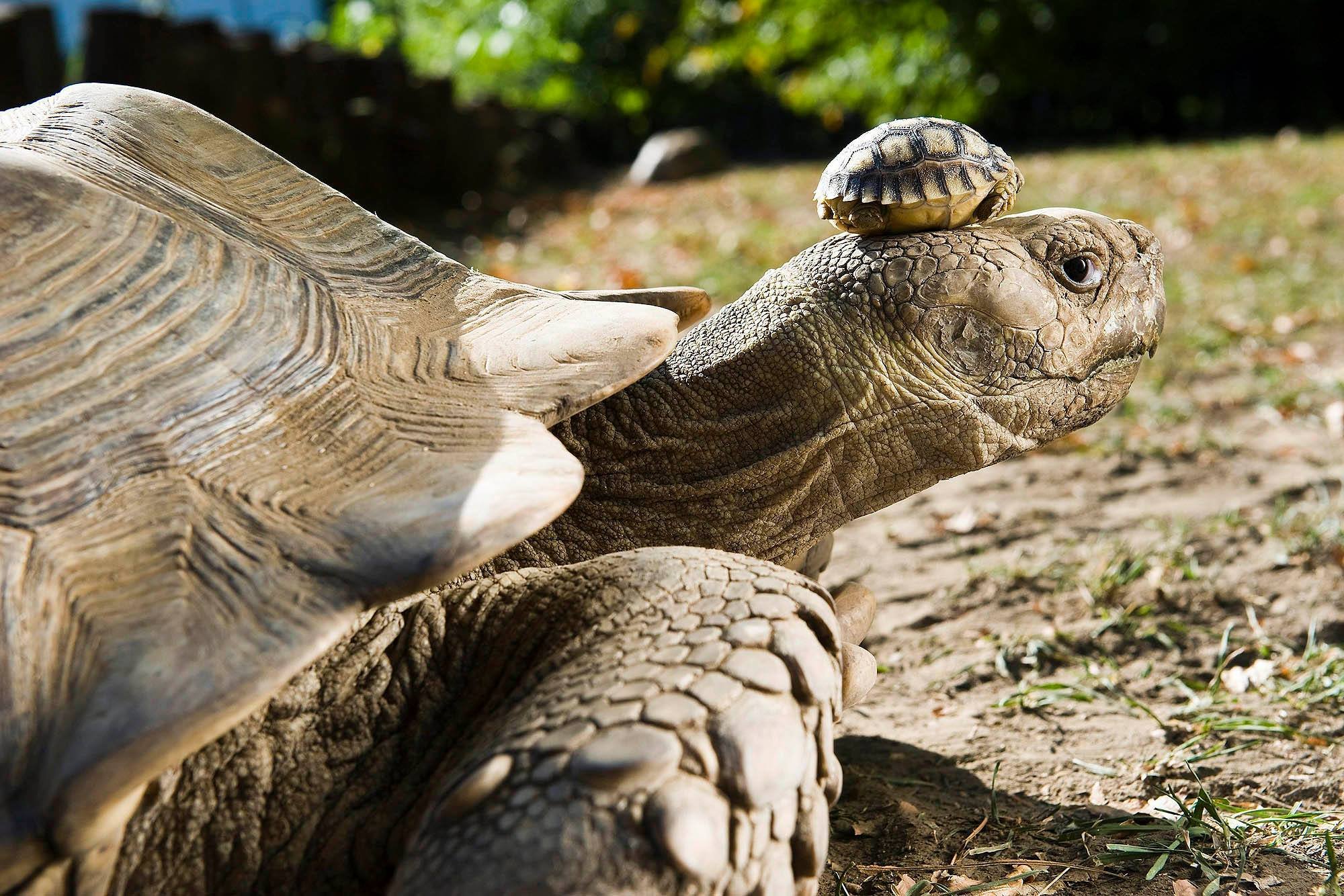 Η γηραιότερη χελώνα στον κόσμο έκλεισε τα 190 και το γιορτάζουν με τριήμερο πάρτι