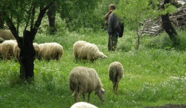 Κρήτη: Σκυλιά κατασπάραξαν πάνω από 100 πρόβατα στη Νεάπολη Λασιθίου