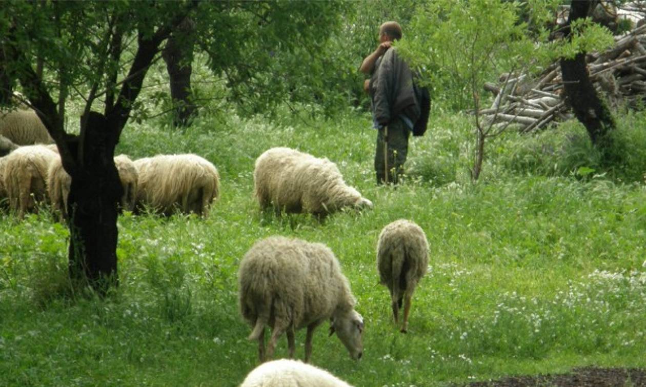 Κρήτη: Σκυλιά κατασπάραξαν πάνω από 100 πρόβατα στη Νεάπολη Λασιθίου